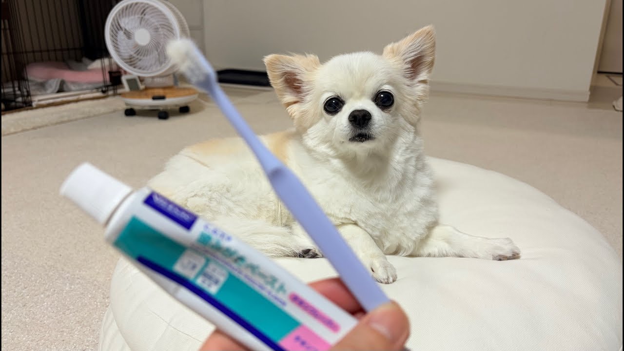 歯磨きしながら少しだけ雑談