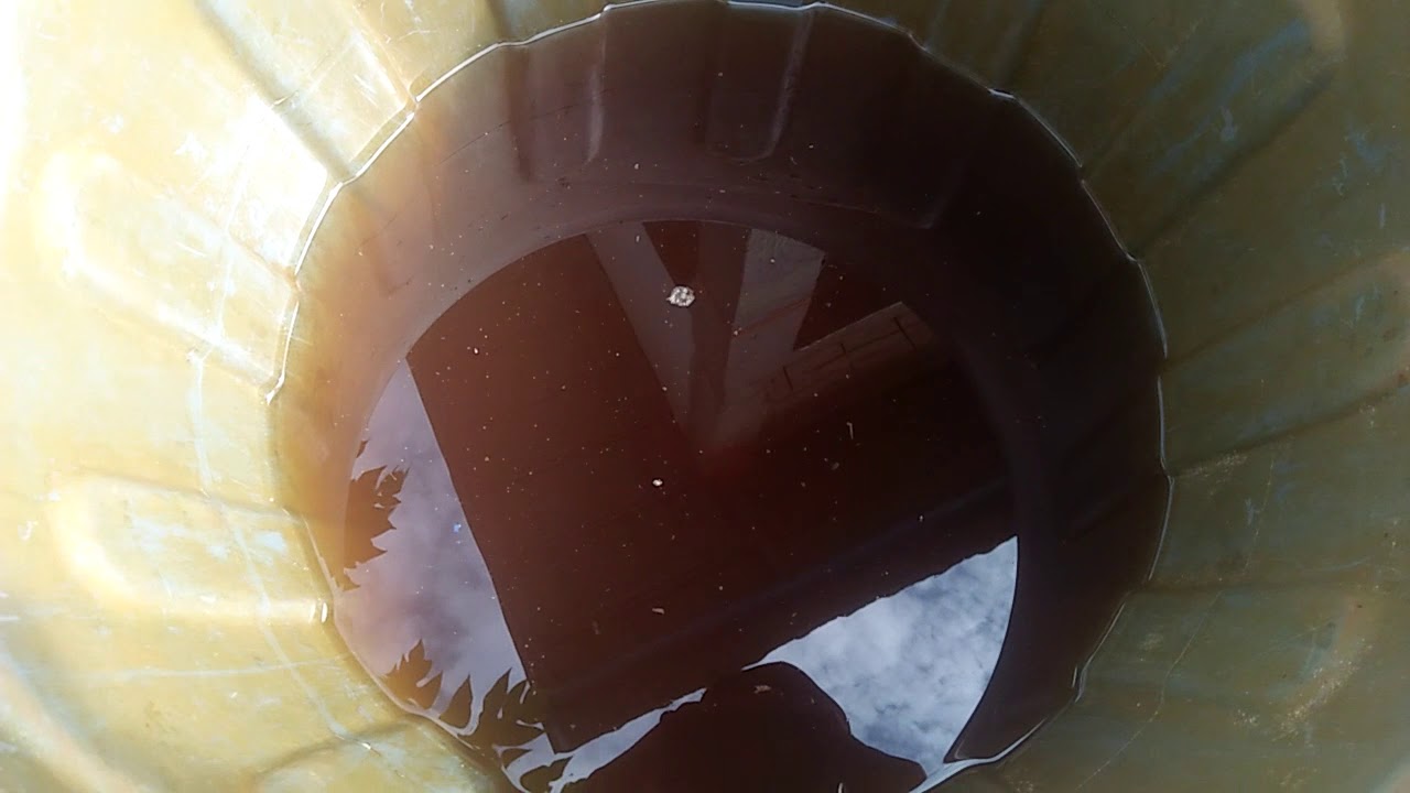 Cara pembuatan fermentasi pakan ternak kambing 