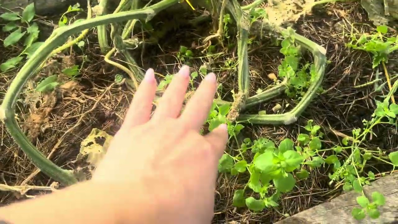 Формирование огурца в один ствол! Делайте только так и огурцы завалят урожаем!