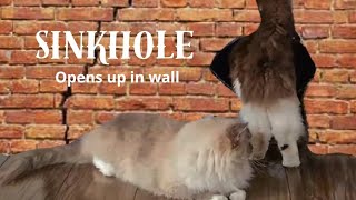 Sinkhole opens up in wall  How will our cats react?