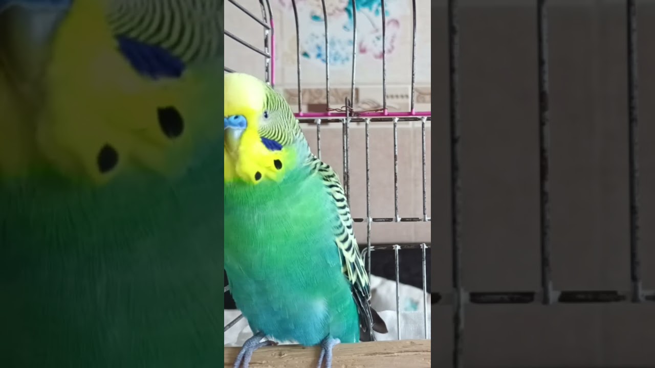 Muhabbet Kusu #birds #birds #talkingparot #talkingparot #birdsong #budgies #lovebirds #parrot