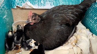 The Eggs Hatched! See The Cat’s Reaction by Our Furry Tribe 205 views 1 month ago 2 minutes, 41 seconds