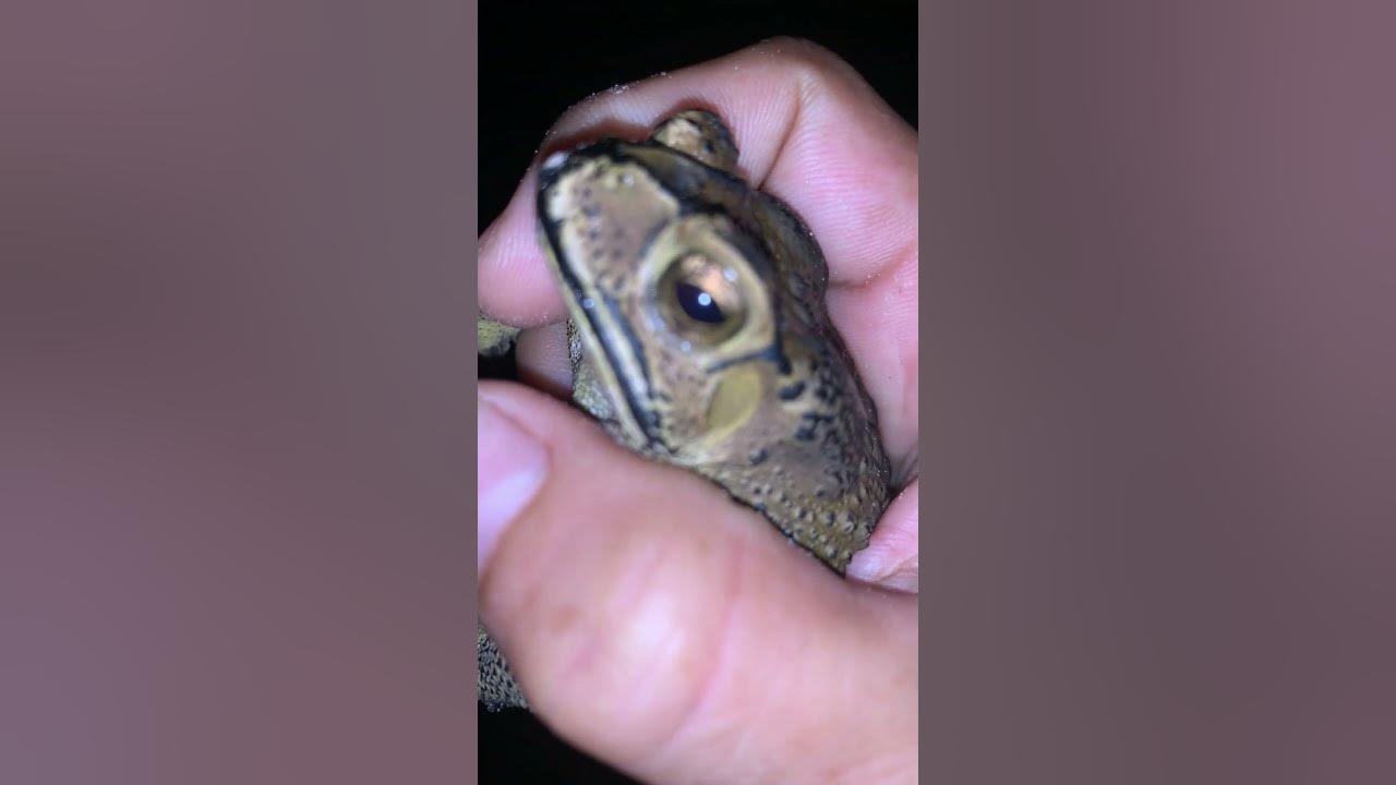 toad-frog-voice-virallife-rainfrog-animal-wildlife-viral-life