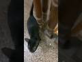 This Kitten Melts My Heart ❤️ | Cutest Cat Love Moment 🐱💖 #shorts #cat #love