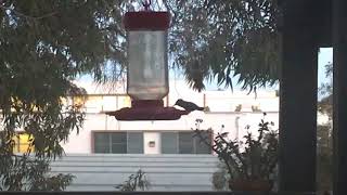 Hummingbirds Slowmo Attacks by Scott Bowman 8 views 5 years ago 1 minute, 25 seconds