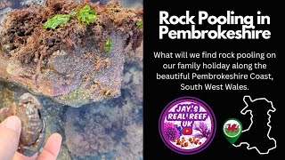 Rock Pooling on the Pembrokeshire Coast by Jay's Real Reef UK 415 views 1 month ago 3 minutes, 4 seconds