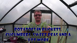 Potatoes in buckets, cucumbers, sweet peas and a lot more.