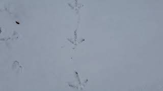 Nature Notes with Nancy - Tracking the Wild