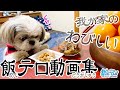 シーズー犬と我が家のわびしい飯テロ動画集【今年最後】