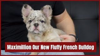 Maximillion Our New Fluffy French Bulldog. Future French Bulldog Stud, Compact and Short Legs!