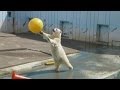 ミルクの大玉遊び