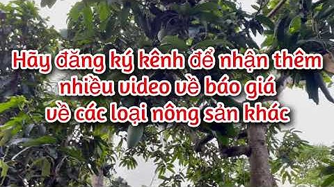 Giá xoài cát hoà lộc, xoài đài loan, xoài keo, xoài cát chu hôm nay ngày 11/06/2021