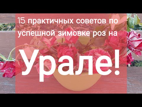 #о_зимовке_роз  15 правил успешной зимовки роз на Урале!