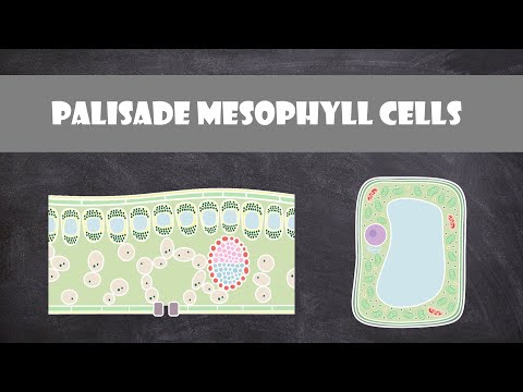 Palisade Mesophyll Cells | Cell Biology
