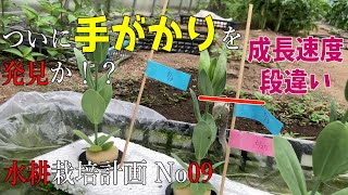 【花の水耕栽培】 失敗続きだった栽培　ついに解決か！？No9