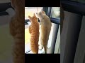 What are they looking? #cats #pets