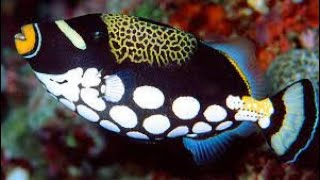 Top Most Dangerous Fish : The Clown Triggerfish