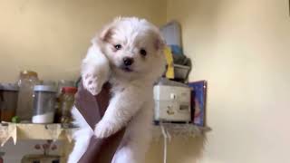 My new toy Pom 😍#ghawarvlogz #doglover #toypom #viral #vlog