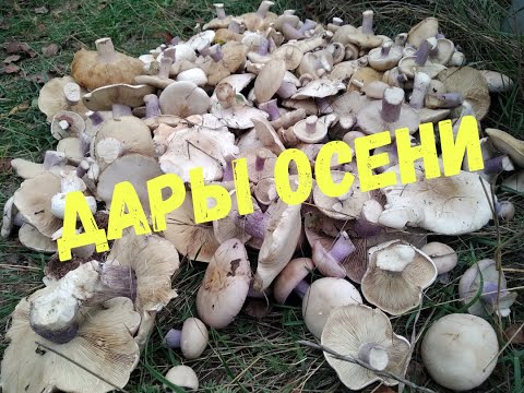 РЯДОВКА ЛИЛОВОНОГАЯ(СИНЕНОЖКА)//ГРИБНОЙ ПОИСК ОСЕНЬЮ//MUSHROOM HUNTING IN AUTUMN//