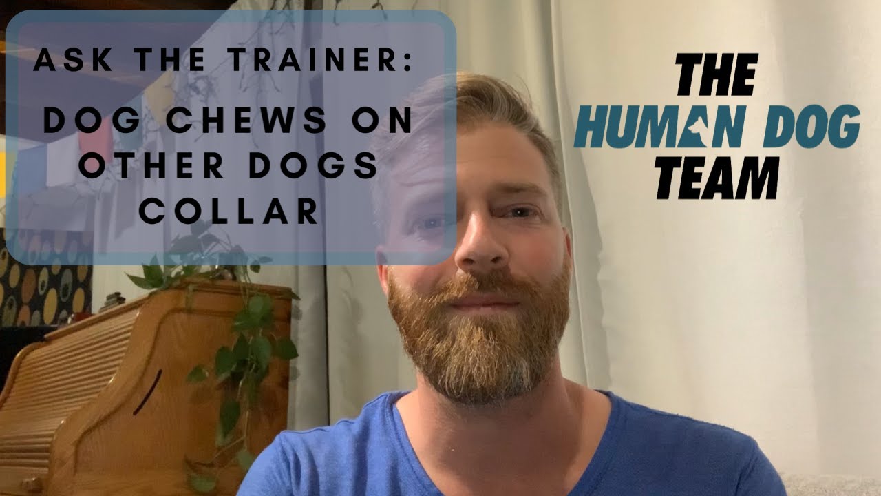 How To Stop Dog From Chewing Other Dogs Collar