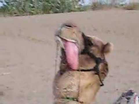Video: Forskellen Mellem Dromedar Og Baktrisk Kamel