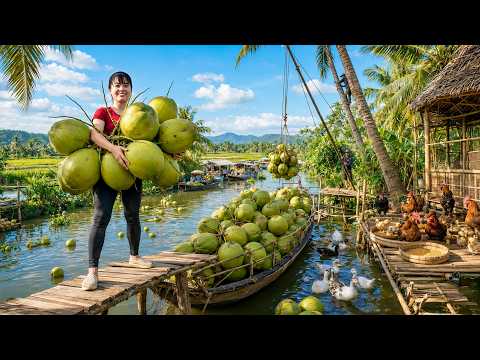 1000+ Coconuts Harvested & Completely Sold Out At The Market -- حصاد وبيع أكثر من 1000 جوز هند