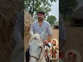 મજેદાર ખોરડું મારું Piyu Mano Maru #zapadiyavlog #love #farmer #farming #hours #viralvideo#newstatus