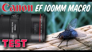 MACRO INSECTES TEST: Canon EF 100mm F:2.8L Macro IS USM & 5D MARK IV    4K