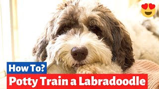 How to Potty Train a Labradoodle? | Labradoodle Training Tips |