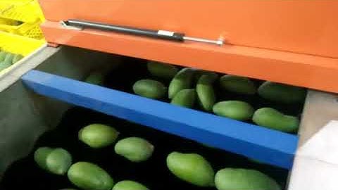 Mango Washing Waxing Sorting Machine 2