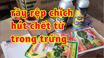 Vua Rầy Rệp: Trị Côn Trùng Chính Hút Diệt Sạch Rầy Rệp