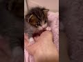なにやってんのよ君ｗ【赤ちゃん猫】【保護猫　子猫】