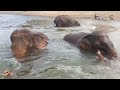 Mahouts are bathing with their elephants.