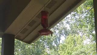 Hummingbirds @EricJ.Evans51