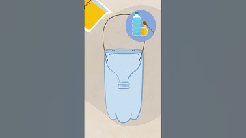 How To Make a Bee Trap #shorts