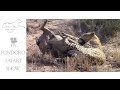 Male leopard killing a warthog