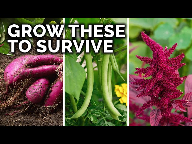 7 Survival Crops to Grow for MAXIMUM Calories class=