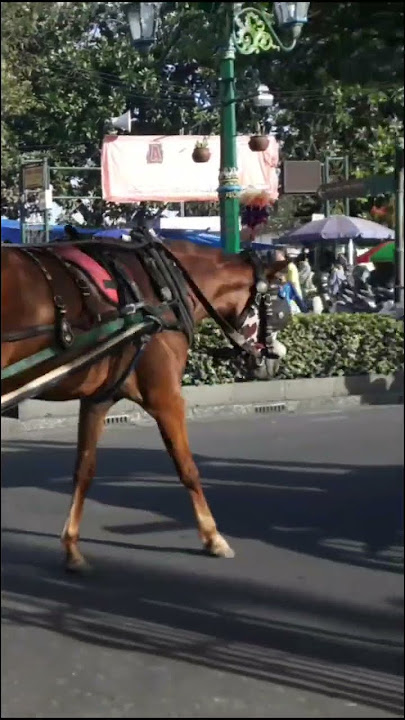 Kuda Delman Jalan Malioboro #kuda #delman #malioboro #jogja