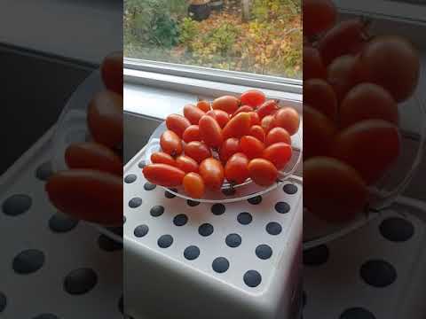 Ripening The Last