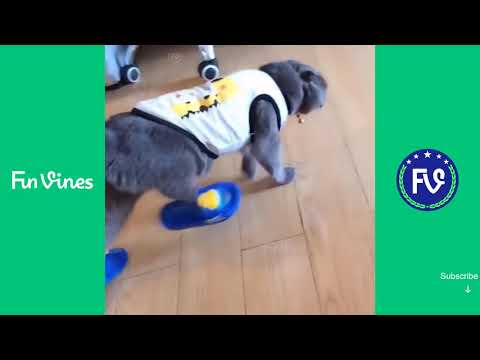 the-antics-when-cats-put-on-shoes---fun-videos-compilation-p38