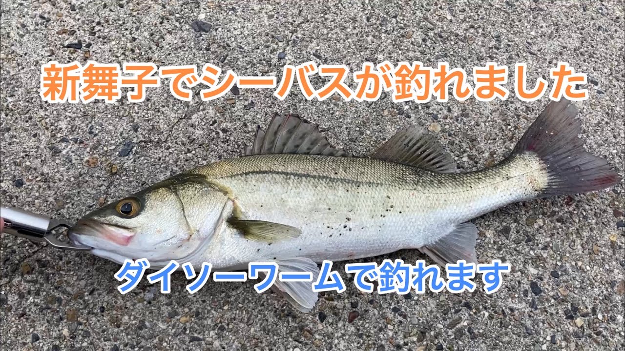 愛知県知多半島の新舞子でシーバスがダイソーワームで釣れましたi Was Able To Catch A Sea Bass With A 100 Level Lure Youtube