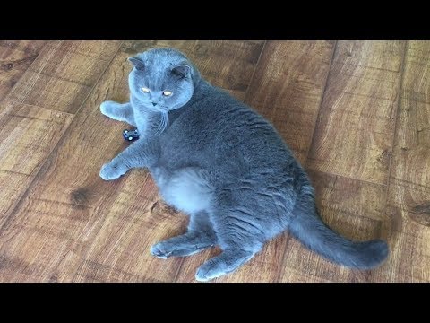New British Shorthair Kitten Comes Home Funnycattv