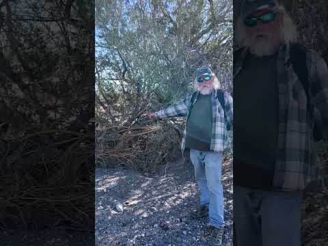ვიდეო: როგორ იპოვნეთ Ironwood უდაბნოში?