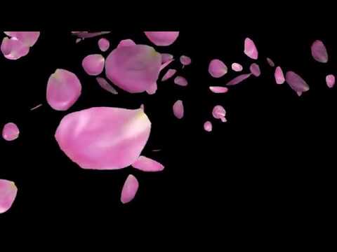 無料 動画素材 花 バラの花びら Youtube