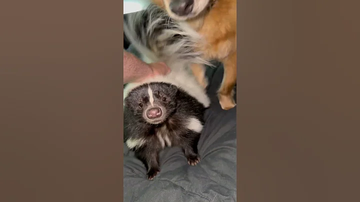 A skunk and a doggy.  #pets #animals #ataritheskunk