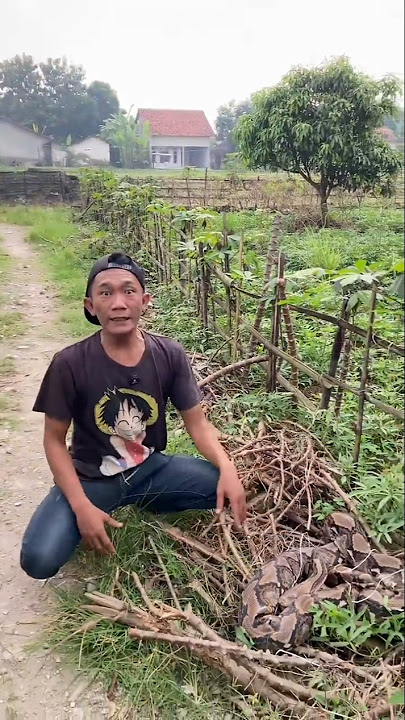 A 5-Meter Snake in the Middle of a Rice Field! Residents Are Shocked, Then the Savior Arrives! #s...