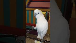 Beautiful white parrot