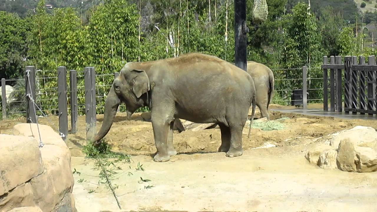 Elephants at Santa Barbara Zoo YouTube