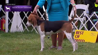 Treeing Walker Coonhounds | Breed Judging 2021