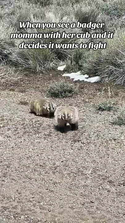 Badger Wants to Fight! Mom says no!